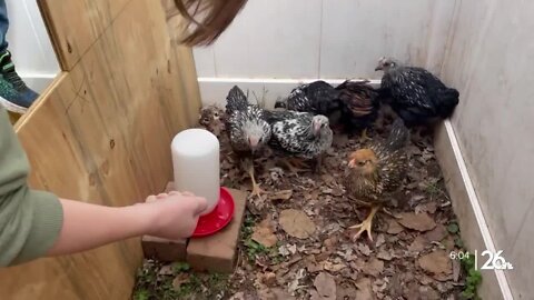 Menasha residents welcome urban chickens to their backyards