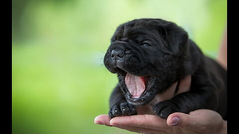 Cute black dog🐕🐕🐕🐕🐕🐕🐕🐕