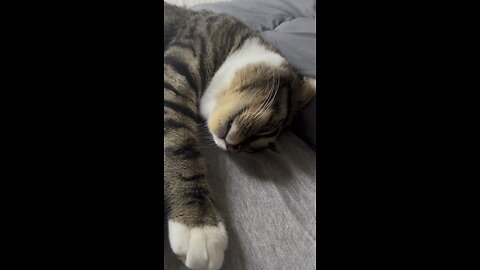 adorable cat sleeping and purring