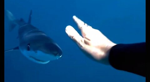 Love a spunky blue shark! 💙🦈