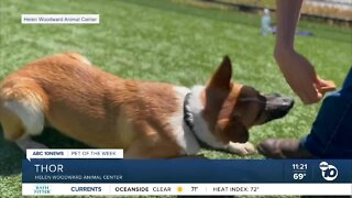 Pet of the Week: Thor