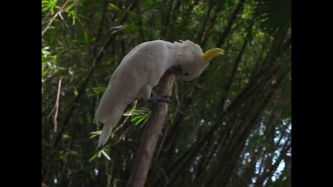 White Parrot Perched On A Wooden Stake