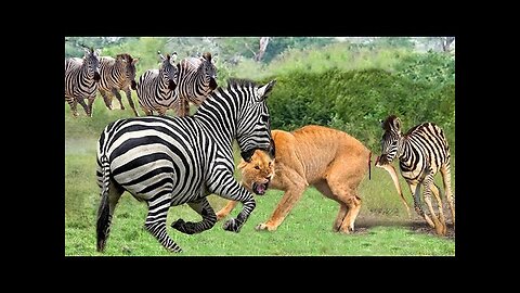Chaos In India! Angry Zebra Pulling Together To Take Down And Kills Lions To Avenge For Their Baby