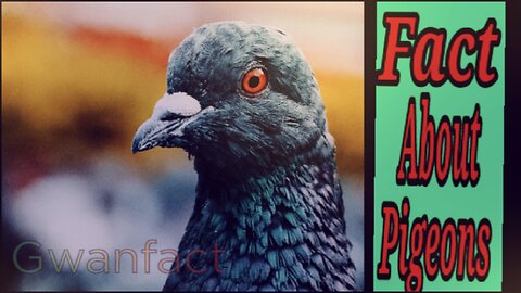 Some Interesting Facts about Pigeons