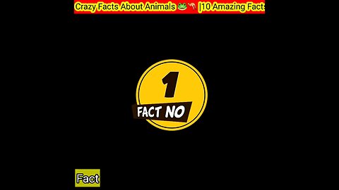 "Crazy Animal Antics"