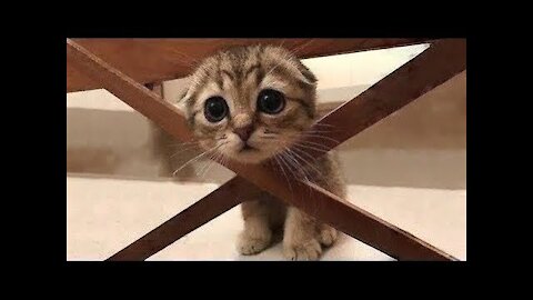 Cute And Funny Pets Try Not To Laugh