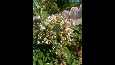 Homesteading #11: Blackberries