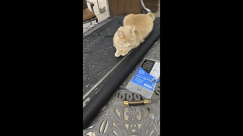 Kitty cat helping me put new screen on.