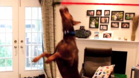 Doberman goes absolutely nuts when he discovers how fun it is to chase a broom