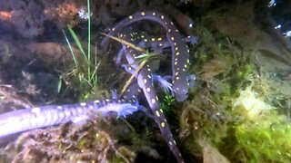 Midnight snorkelers capture incredible salamander migration