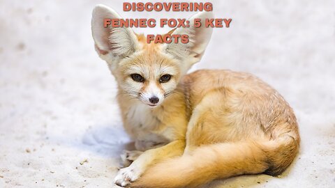 Surviving the Desert Wilderness: 5 Essential Facts About The Fennec Fox #fennecfox #animallover