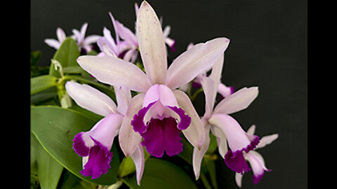 2022-04 April St. Augustine Orchid Society Virtual Show Table