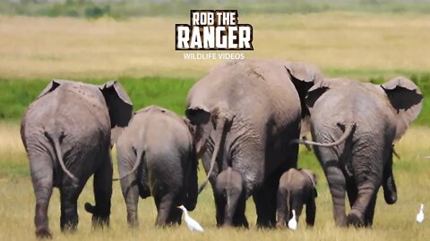 Twin Elephant Calves In Amboseli! | Zebra Plains Safari