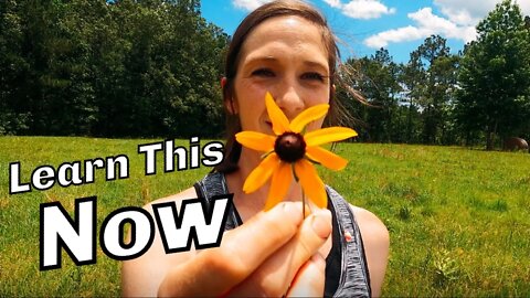 This 1 Survival Skill Could Save Your LIFE | Foraging Herbal Medicine