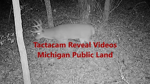 Tactacam Trail Camera Videos (2 Months) On Michigan Public: Including Big Bucks And Flying Squirrel