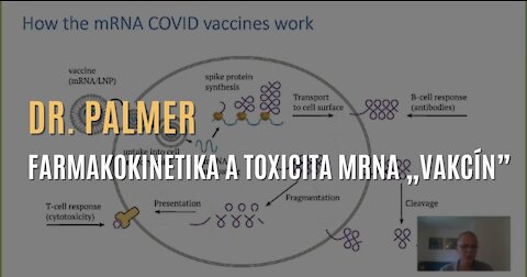 Dr. Michael Palmer - Farmakokinetika a toxicita mRNA „vakcín”