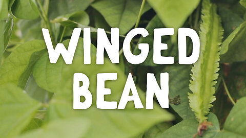 How To Grow ~ Winged Bean