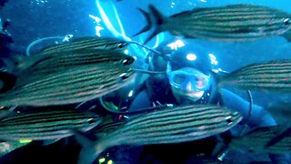 Scuba divers become lost in gigantic & beautiful bait ball