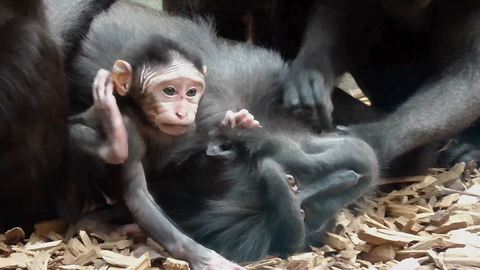 Newborn baby macaque receives tons of attention