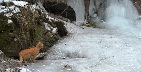 Red cat Tom conqueror of the glacier