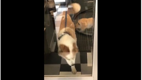 Dog accidentally walks right into glass door