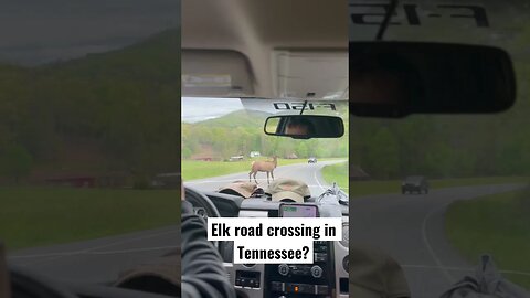 Elk road crossing in Tennessee. #elk #animals #endangeredanimals #tennessee #naturelovers