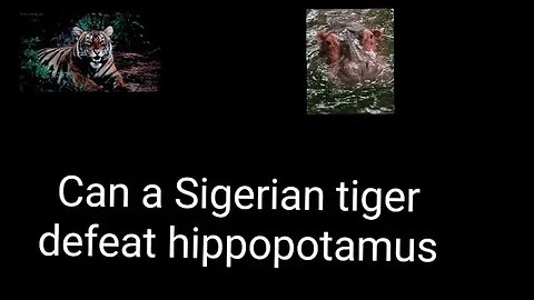 Can siberian tiger win against fully grown hippo/Can a mature hippo defeat Siberian tiger,#animal