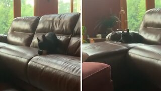 French Bulldog Gets Major Case Of Zoomies