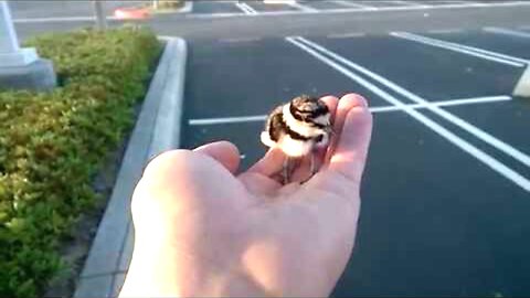 Rescued bird returned to parents!!