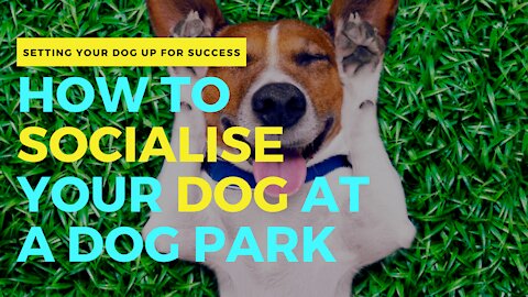 How to SOCIALISE your dog AT A DOG PARK►► Setting Your Dog Up for SUCCESS