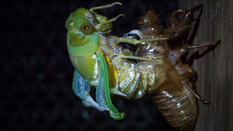 Cicada Emerges From Its Exoskeleton After 7 Years: SNAPPED IN THE WILD