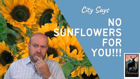 City Says NO Sunflowers for YOU!...#54