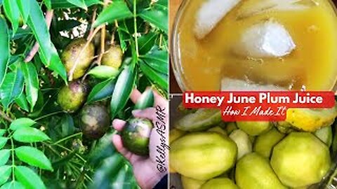 ORGANIC HONEY JUNE PLUM JUICE w/ Japanese Green Tea ✨HOW I MADE IT✨ ASMR SOUNDS