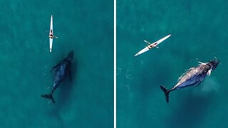 Majestic humpback whale curiously follows kayaker on an epic journey