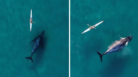Majestic humpback whale curiously follows kayaker on an epic journey