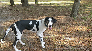 Great Dane Puppy Has Fun With Turtle Ball