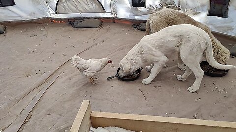 Chicken and puppies sharing some vittles.
