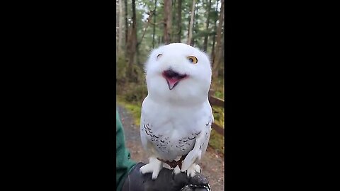Snowy Owl's Facial Disc💖💖💖
