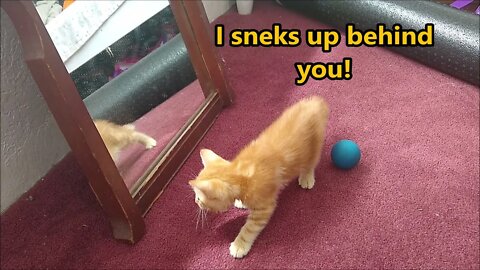 Rust Meets the Kitteh in the Mirror- is Very Confused