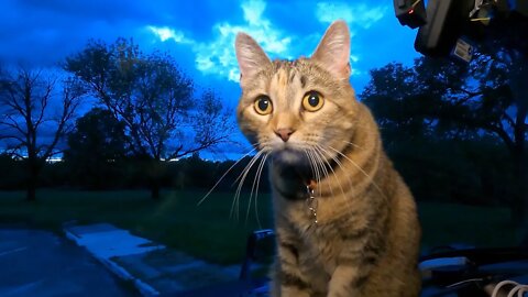 Milo cat gets to watch fireflies.