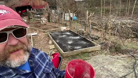 Winter Raised Bed care and the chicken solution