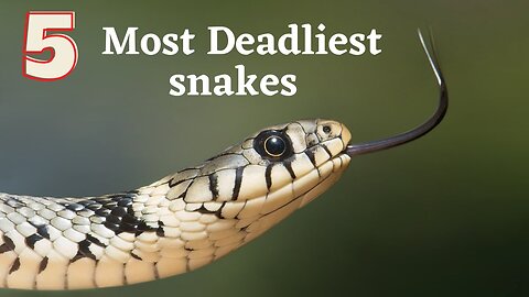 5 Most Deadliest Venomous snakes in the World