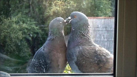 How kissing doves
