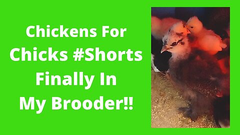 Babies Moved To Brooder #Shorts