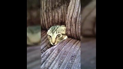 Cat hide and seek