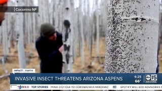 Pests, rising temperatures threatening Aspen trees in northern Arizona