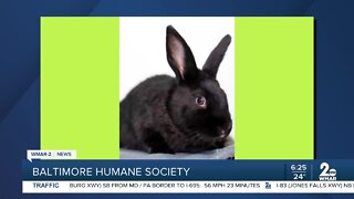Lettuce the rabbit up for adoption at the Baltimore Humane Society