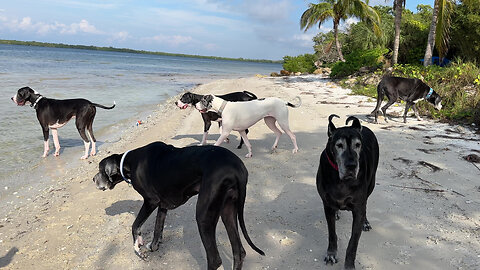 Funny Great Dane Twins & Friends Love Playing In The Sand