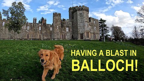 Golden Retriever Has A Blast in Balloch!