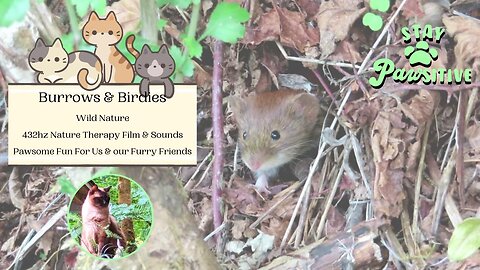 Nature Burrows & Birdies | 432hz Relaxing Nature TV For Cats Dogs & Humans to Enjoy Together 🙏🐾🎼🌱🐁🐦✨